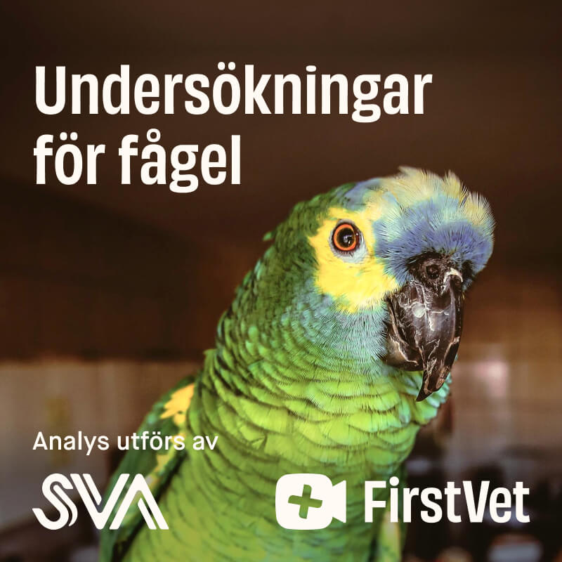 Parasitundersökning för fågel