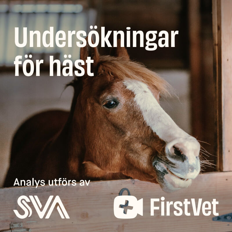 Parasitundersökning för häst