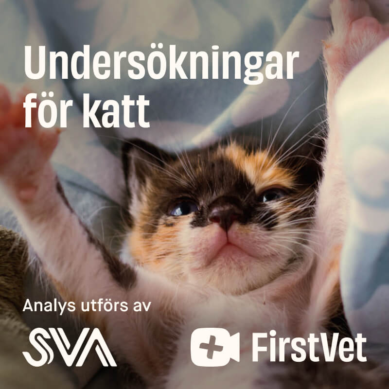 Parasitundersökning för katt