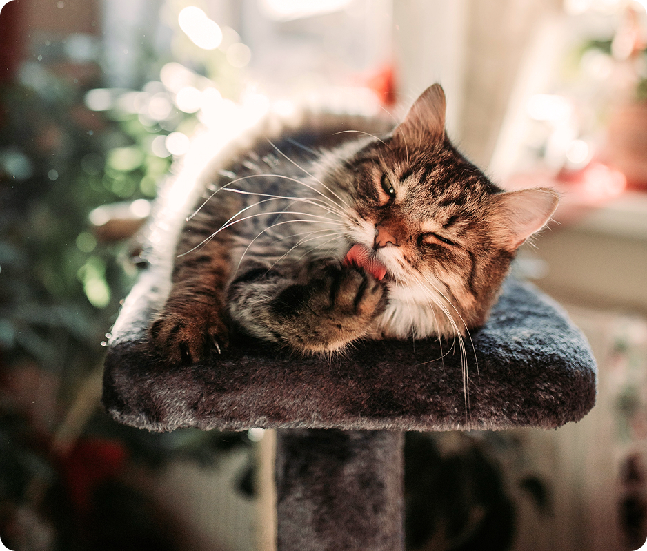 Cat napping peacefully