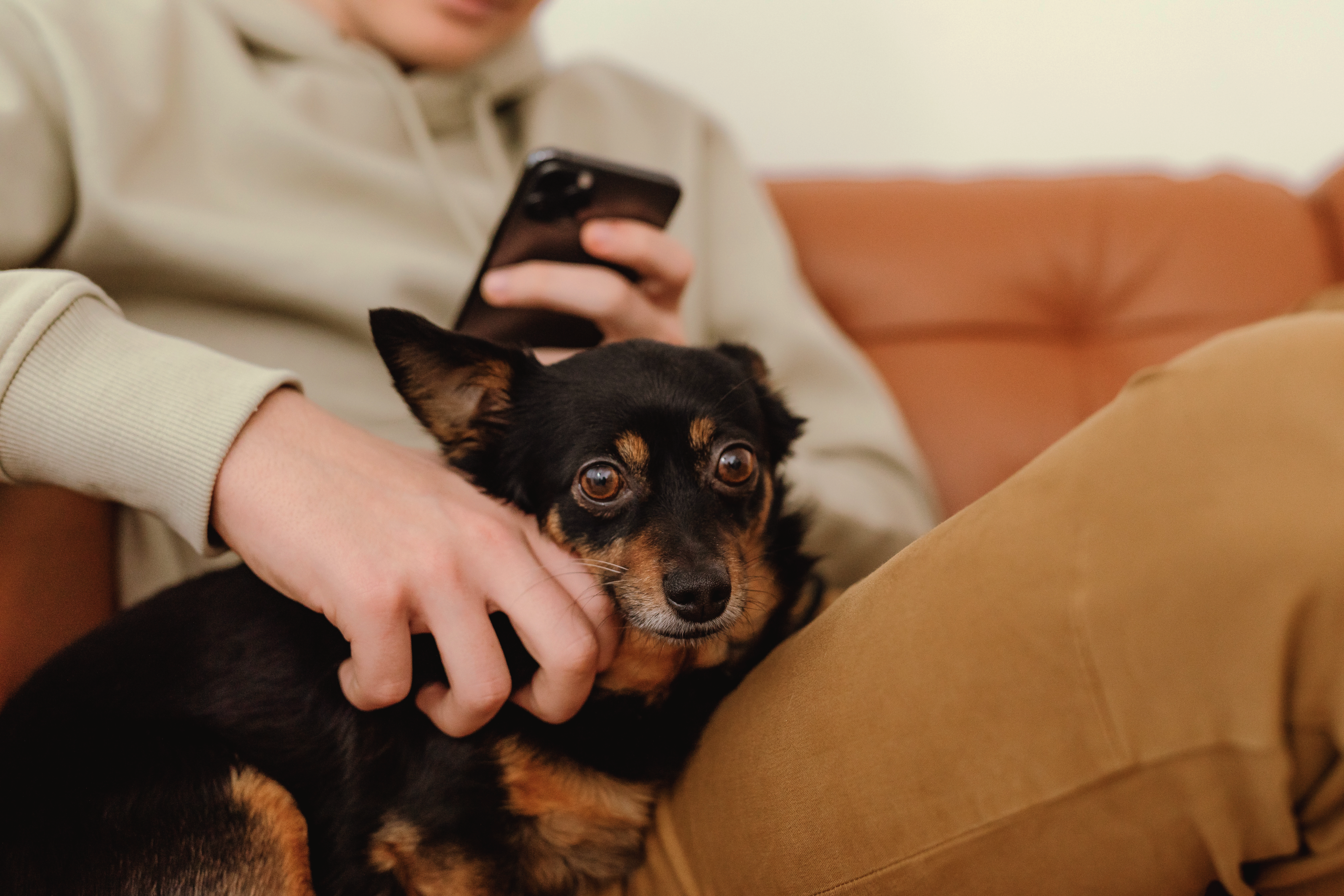 A cute small dog sitting in pet parents lap