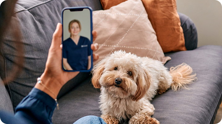 Dog lying on a couch with the owner talking to a vet over video