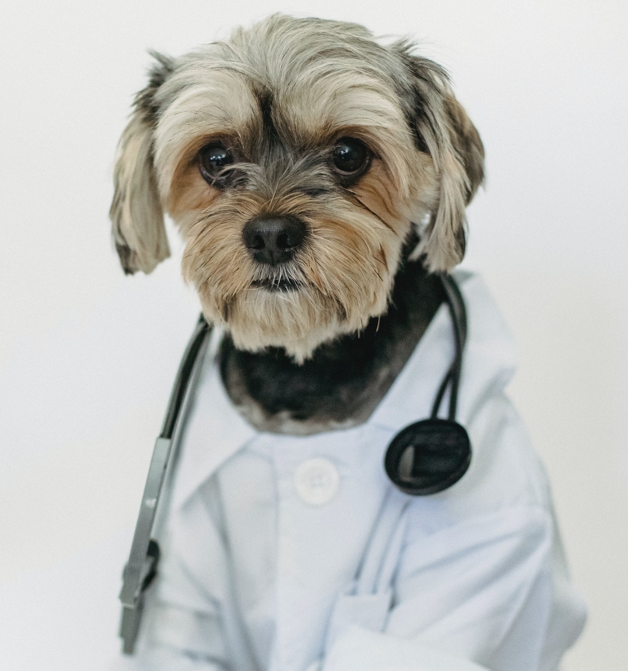 Tips to Keep You and Your Pet Safe From… | FirstVet