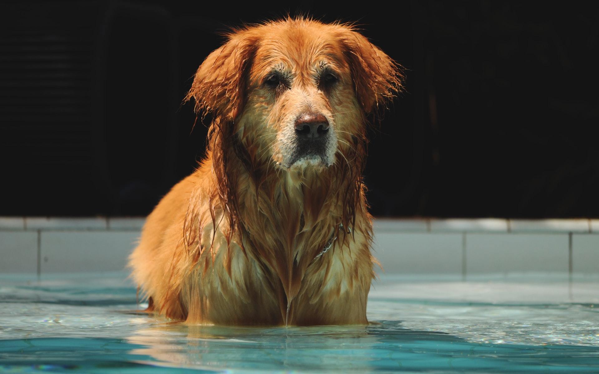 CPR for drowning pets