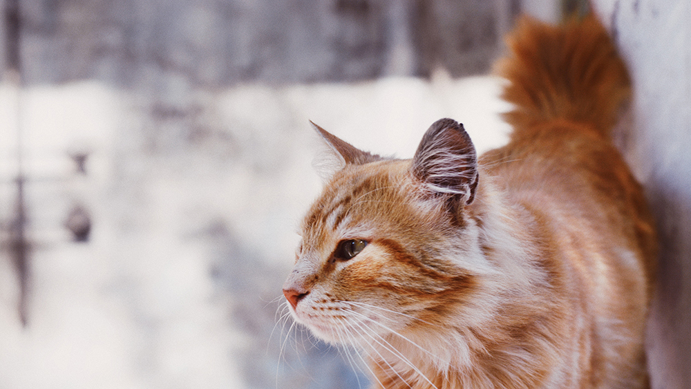 Orange cat outside in snow