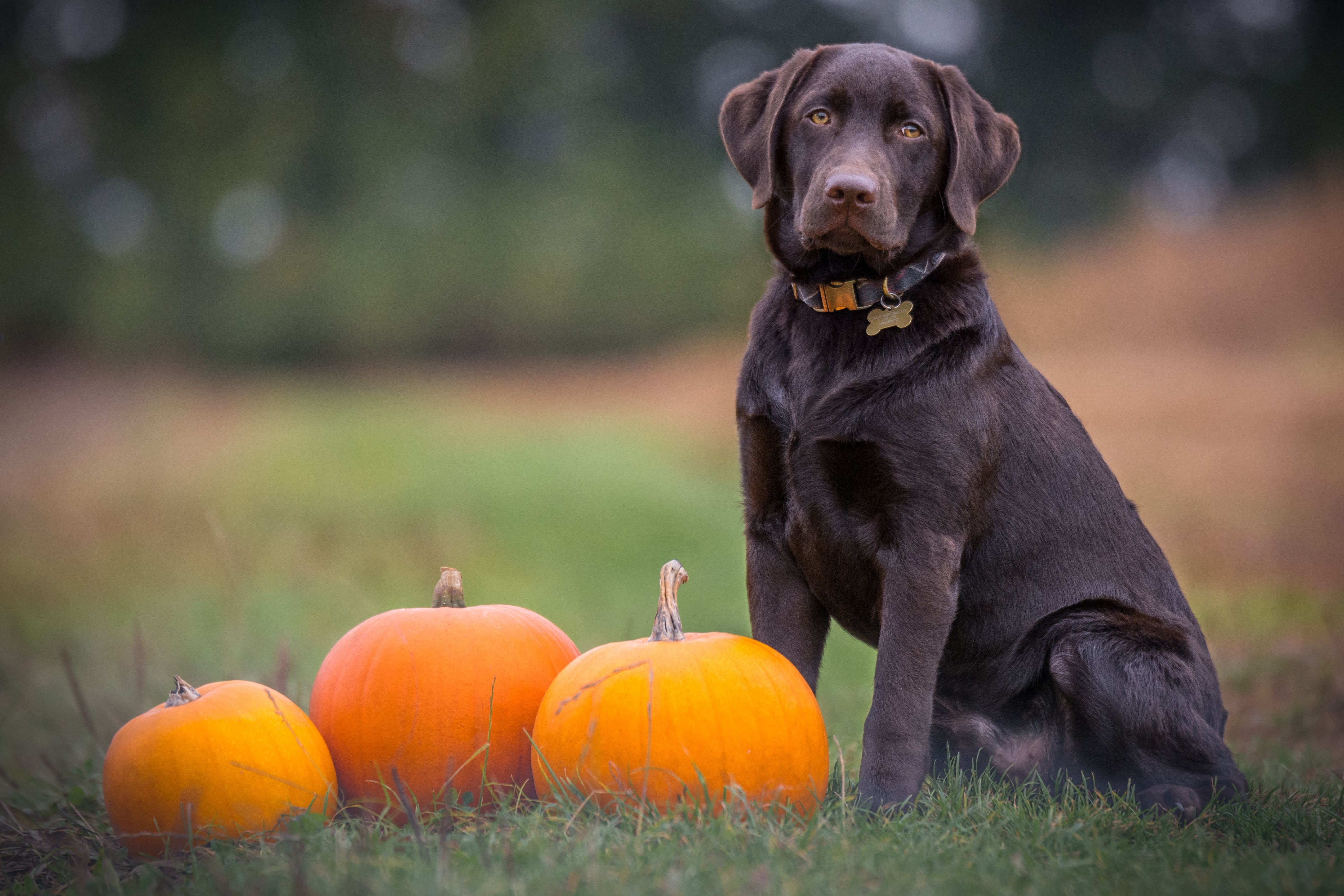 dog with pumpkins halloween
