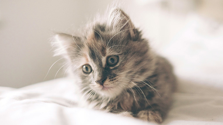 Kitten in bed
