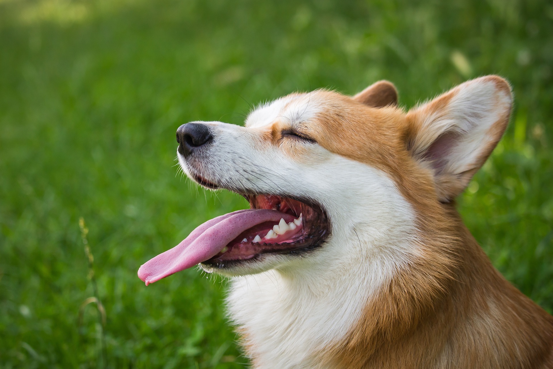 Tooth Root Abscesses in dogs