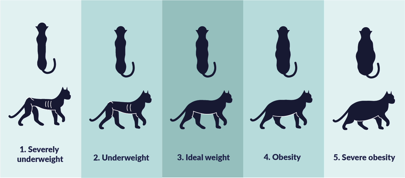 Weight Cat US 1