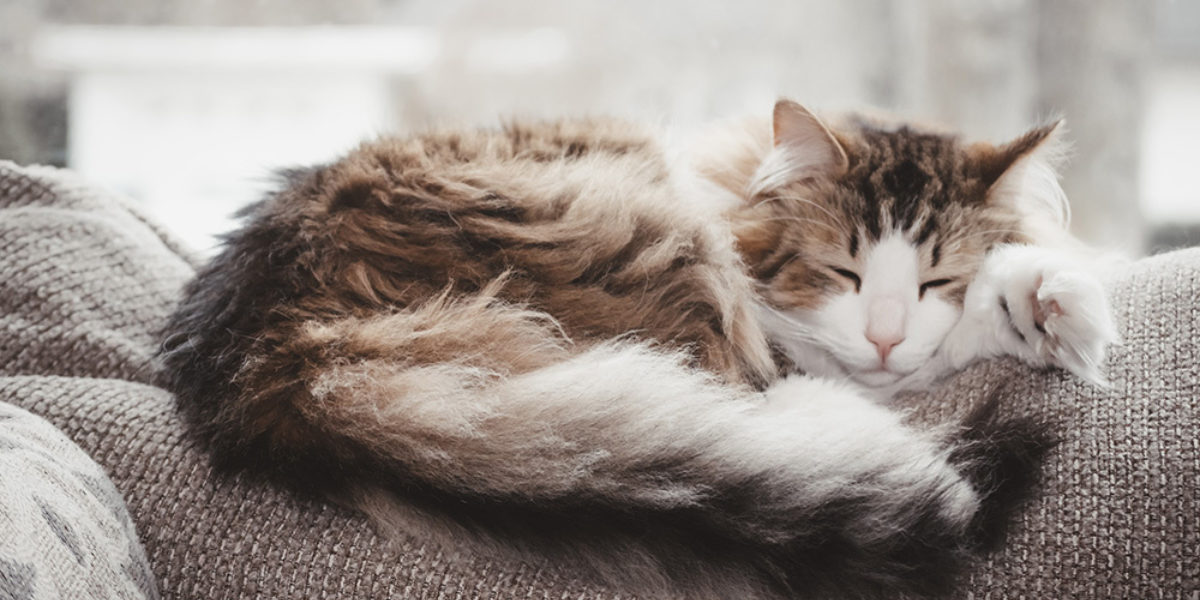 Upper Respiratory Infections What to do if your cat has a cold FirstVet
