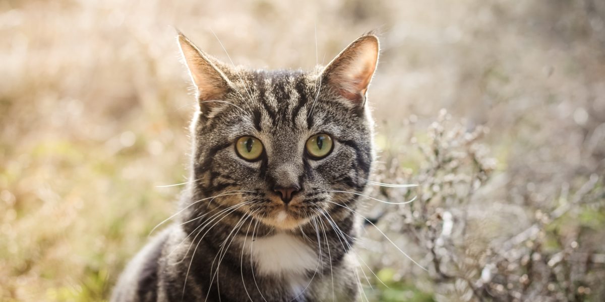 Causes and Signs of Conjunctivitis in Cats FirstVet