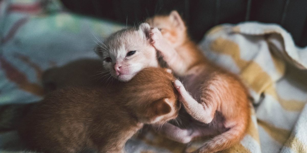 Caring For a Litter of Newborn Kittens FirstVet