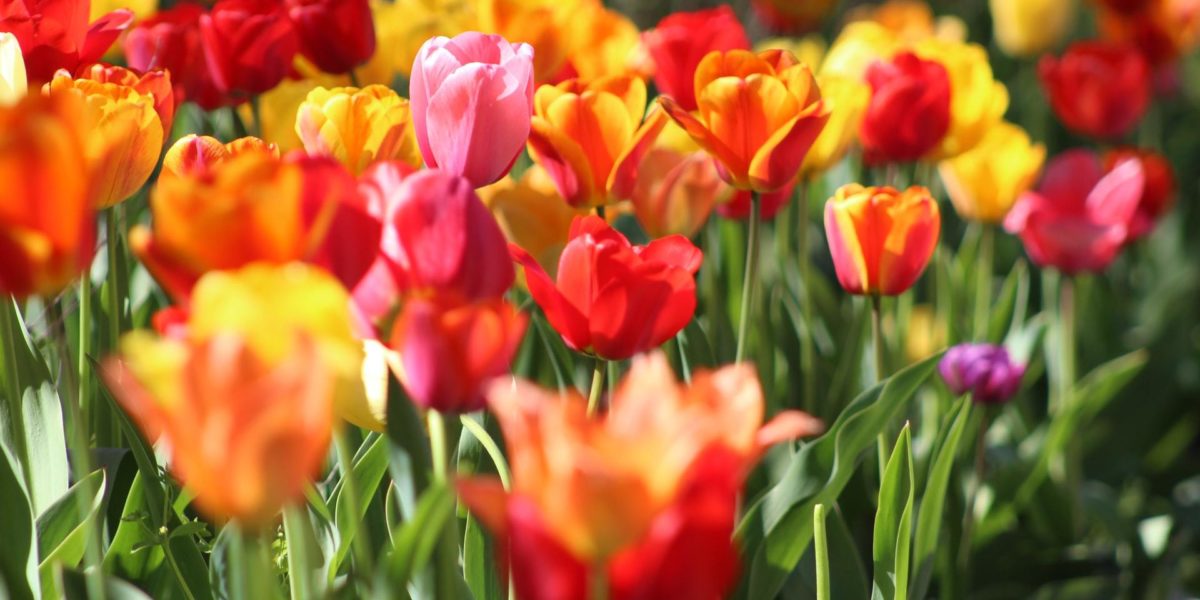 Tulip Toxicity in Dogs and Cats FirstVet