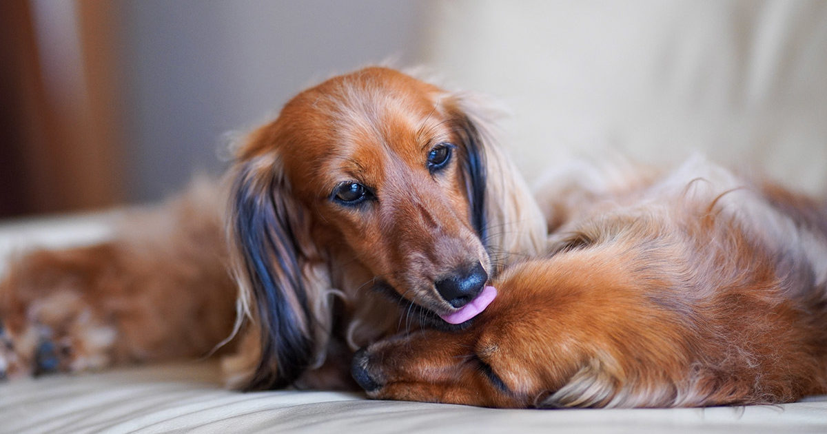 flaske uddanne Arkæologiske Cushing Syndrom beim Hund: Symptome,… | FirstVet