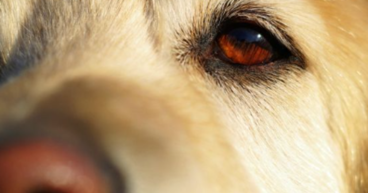 Dry Eye in Pets: Symptoms, Diagnosis, and Treatment