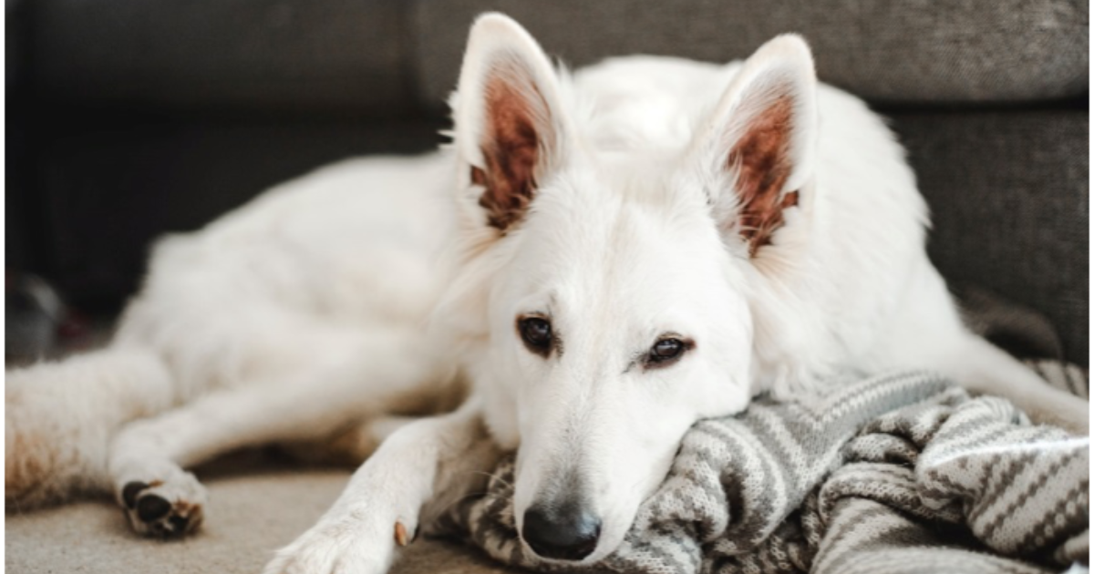 Lære Overdreven liv Feber hos hund - orsaker, symptom och… | FirstVet