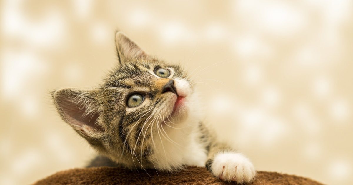 Symptoms and Treatment for Feline Infectious Anemia