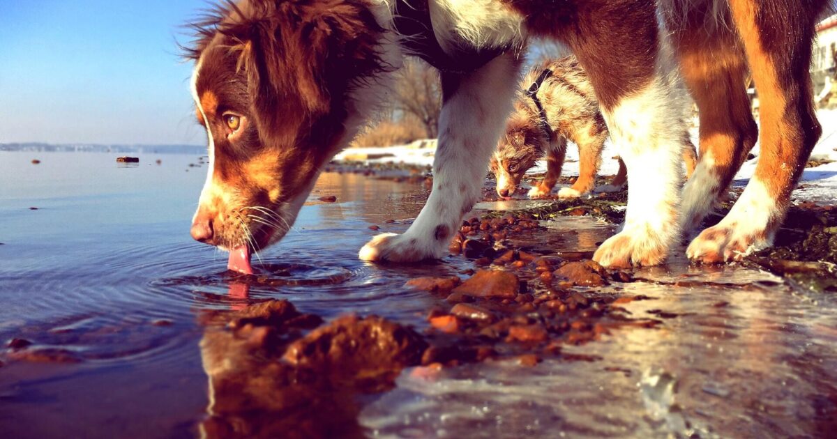 Can lake or rainwater make dogs sick? | FirstVet