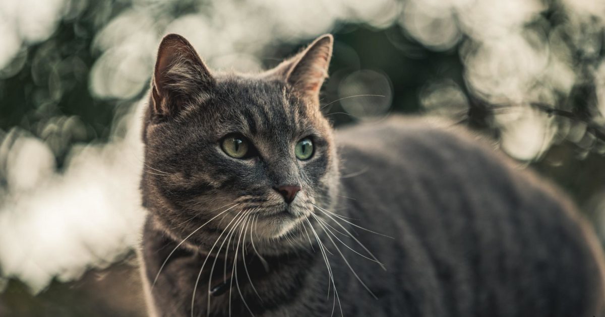 Inflammatory Bowel Disease in Cats: Symptoms and Treatment