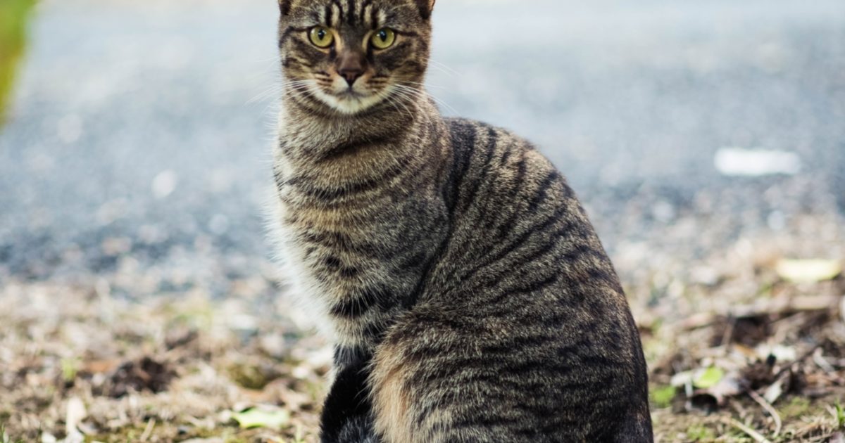 Signs and Treatment of Kidney Failure in Cats