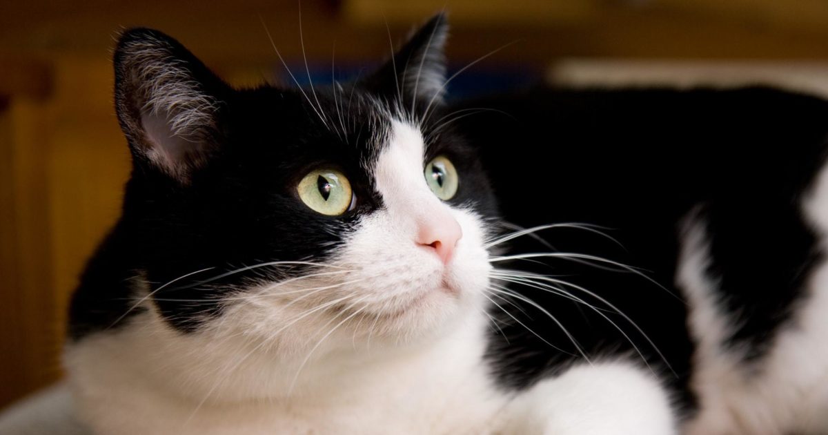 Knogle Duftende gennembore Megacolon hos kat - årsager, symptomer og… | FirstVet