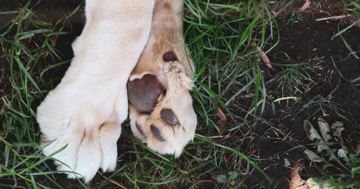 Dog Nail Separated from Quick? Dr. Barnette Explains What to Do.