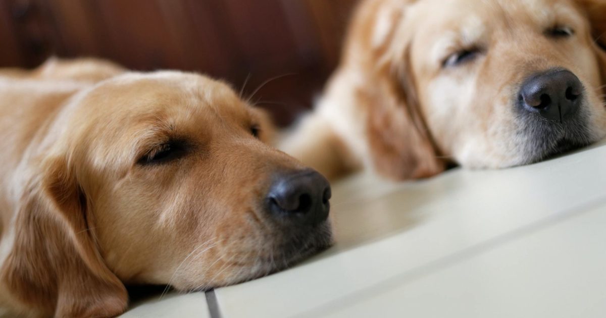 tømrer klud uddybe Anaplasmose beim Hund: Symptome, Therapie &… | FirstVet