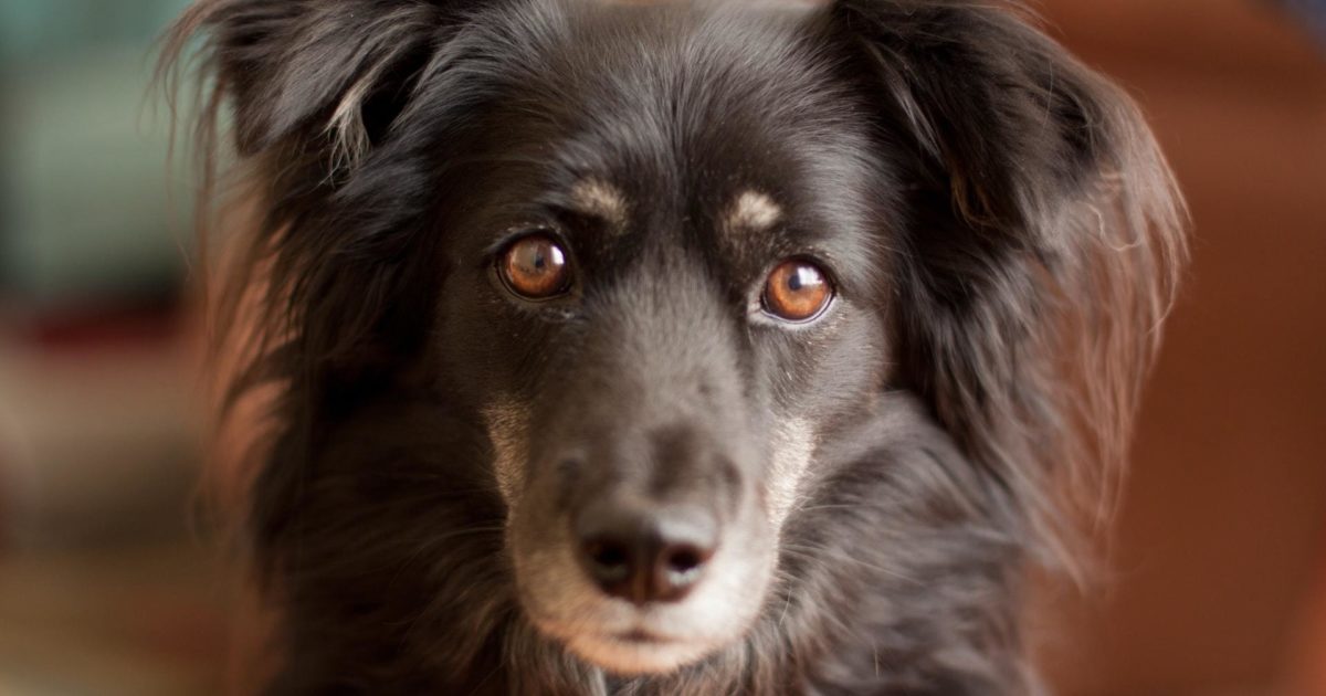 What causes enlarged lymph nodes in dogs… - FirstVet
