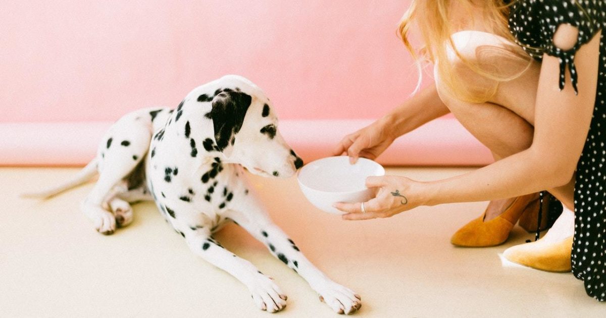 Can my dog drink almond, soy, or oat milk? - FirstVet