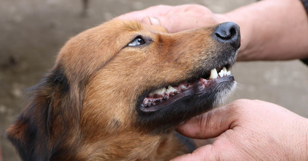 mundens anatomi hos hunde | FirstVet