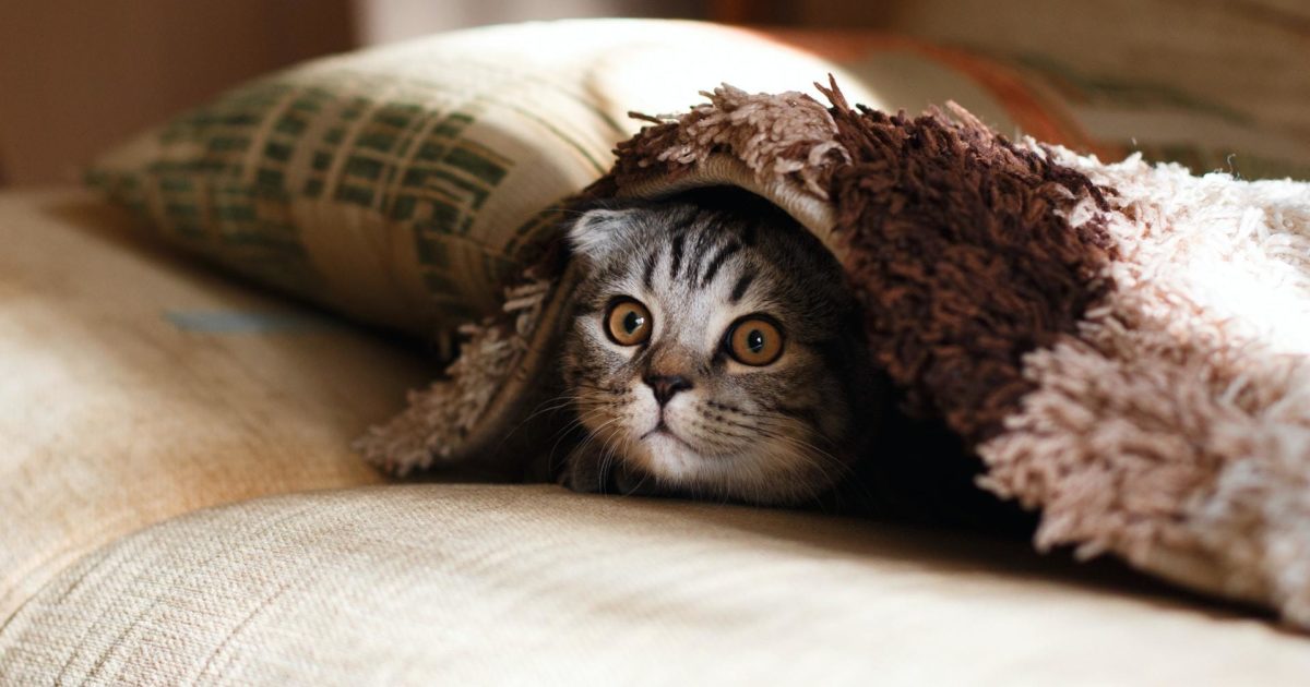 Bliv ophidset Kondensere type Adfærdsproblemer hos katte - destruktiv i… | FirstVet