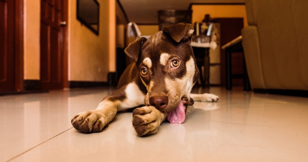 What to Do if Your Pet is Licking a Wound… | FirstVet