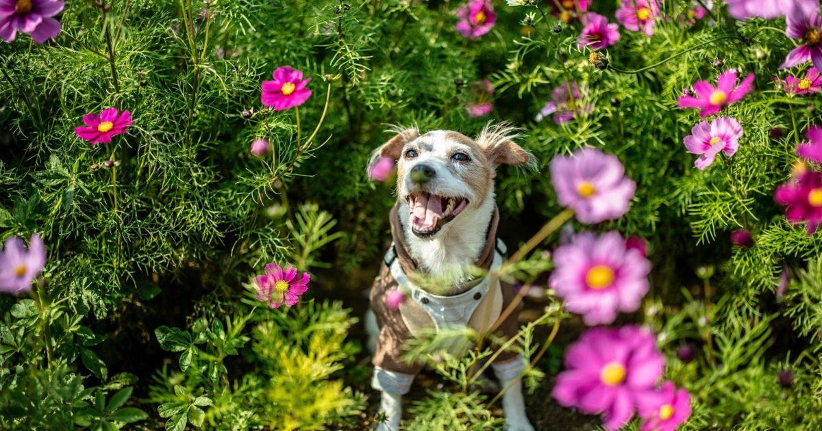 Can I give my dog Claritin for allergies? - FirstVet