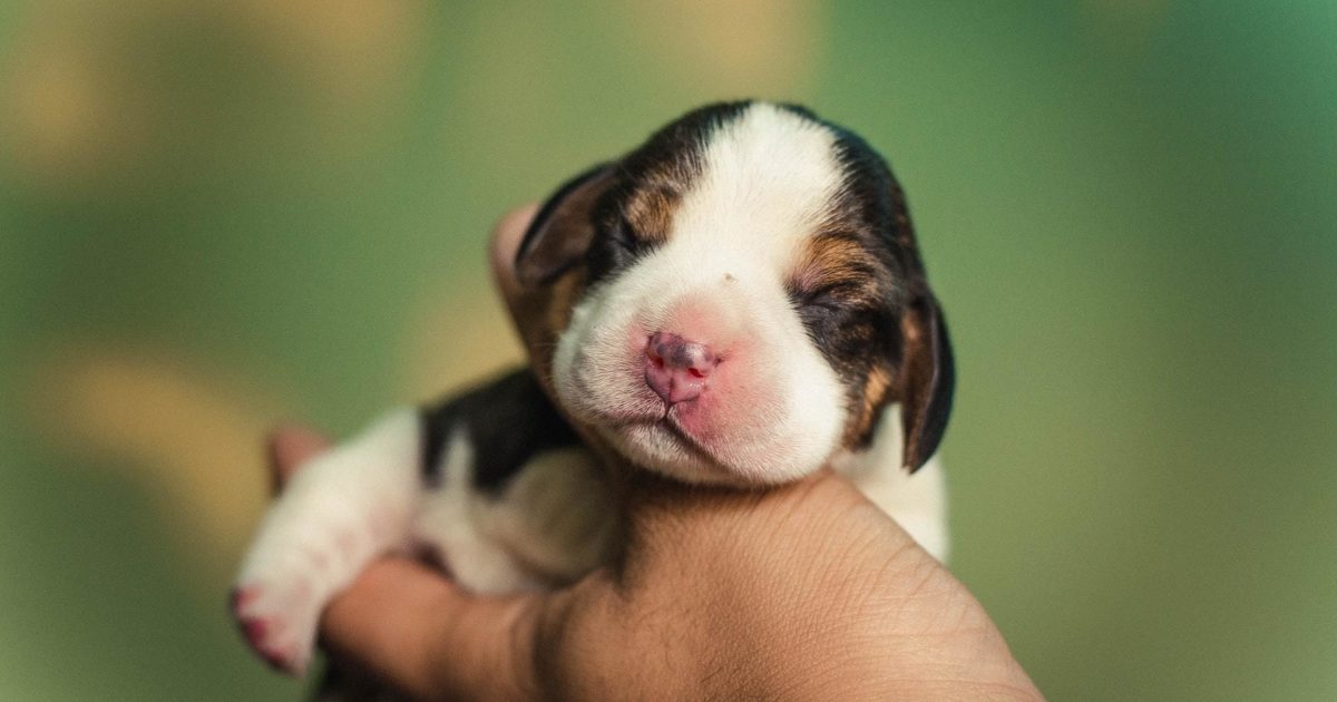 Caring or a Newborn Litter of Puppies | FirstVet