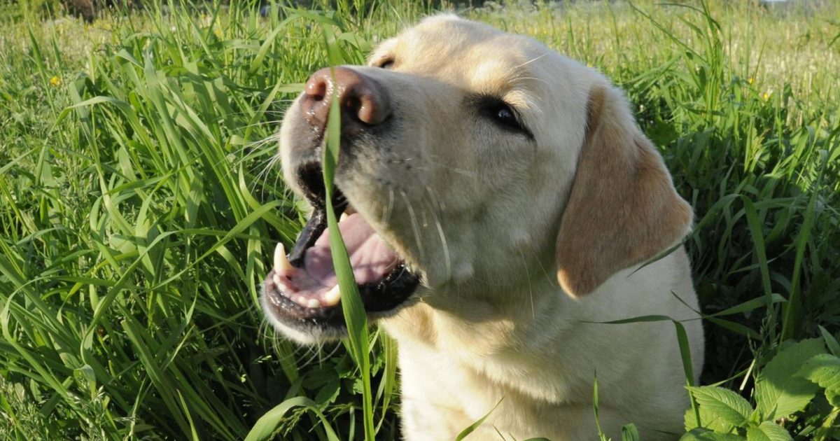 Why is my dog eating grass and vomiting? | FirstVet