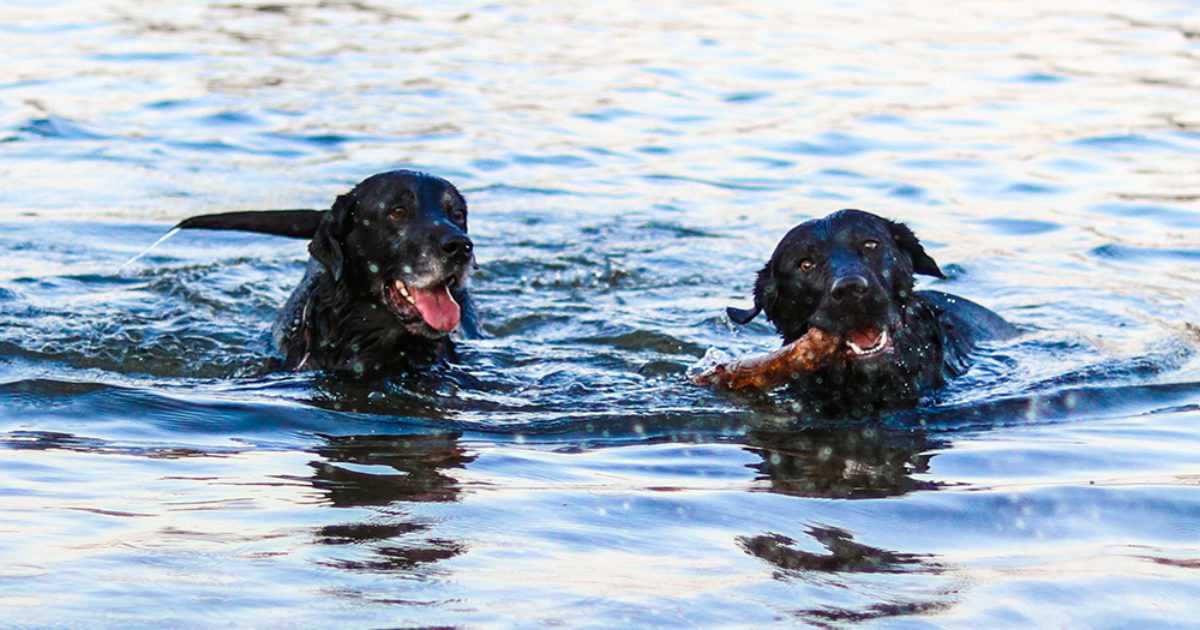 Water tail syndrome in dogs