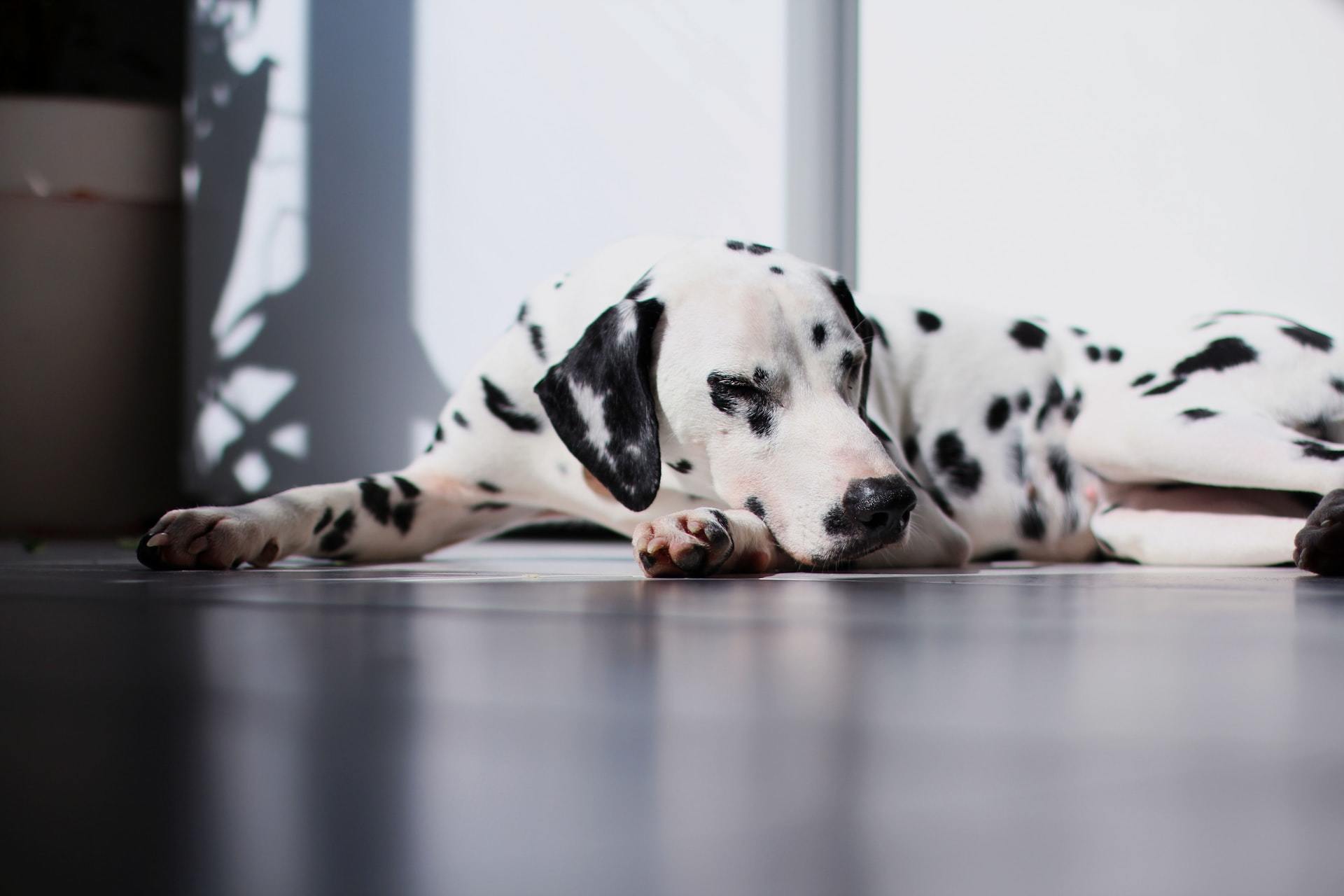 dalmatian lying down