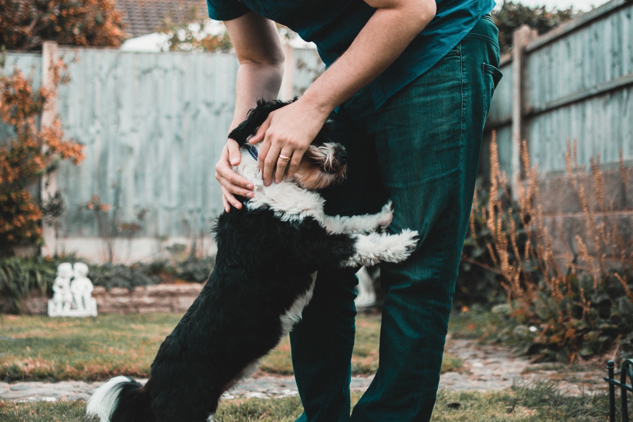 A black and white dog jumping up on a mans legs and the man petting the dog's head with both hands