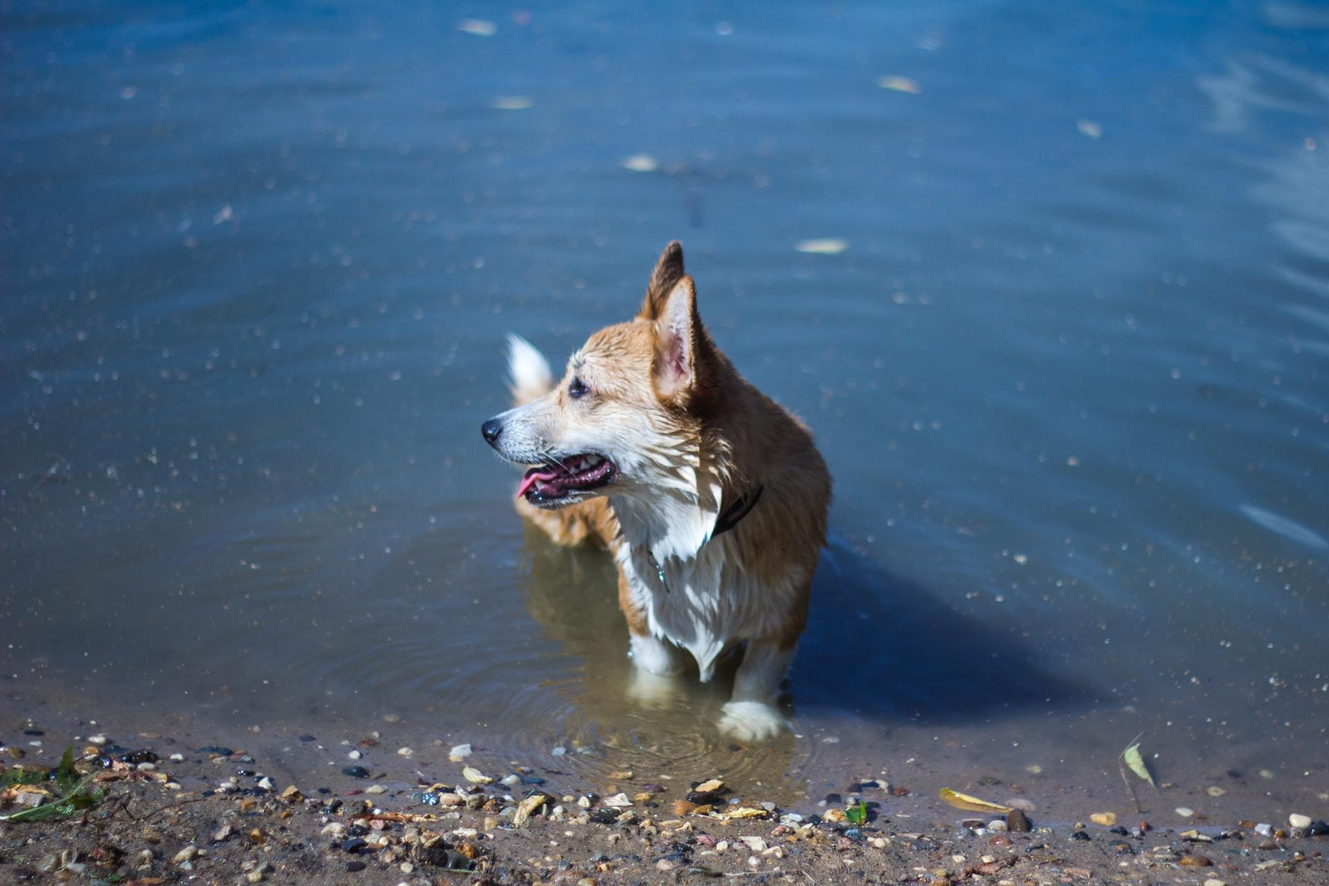 algae poisoning in dogs