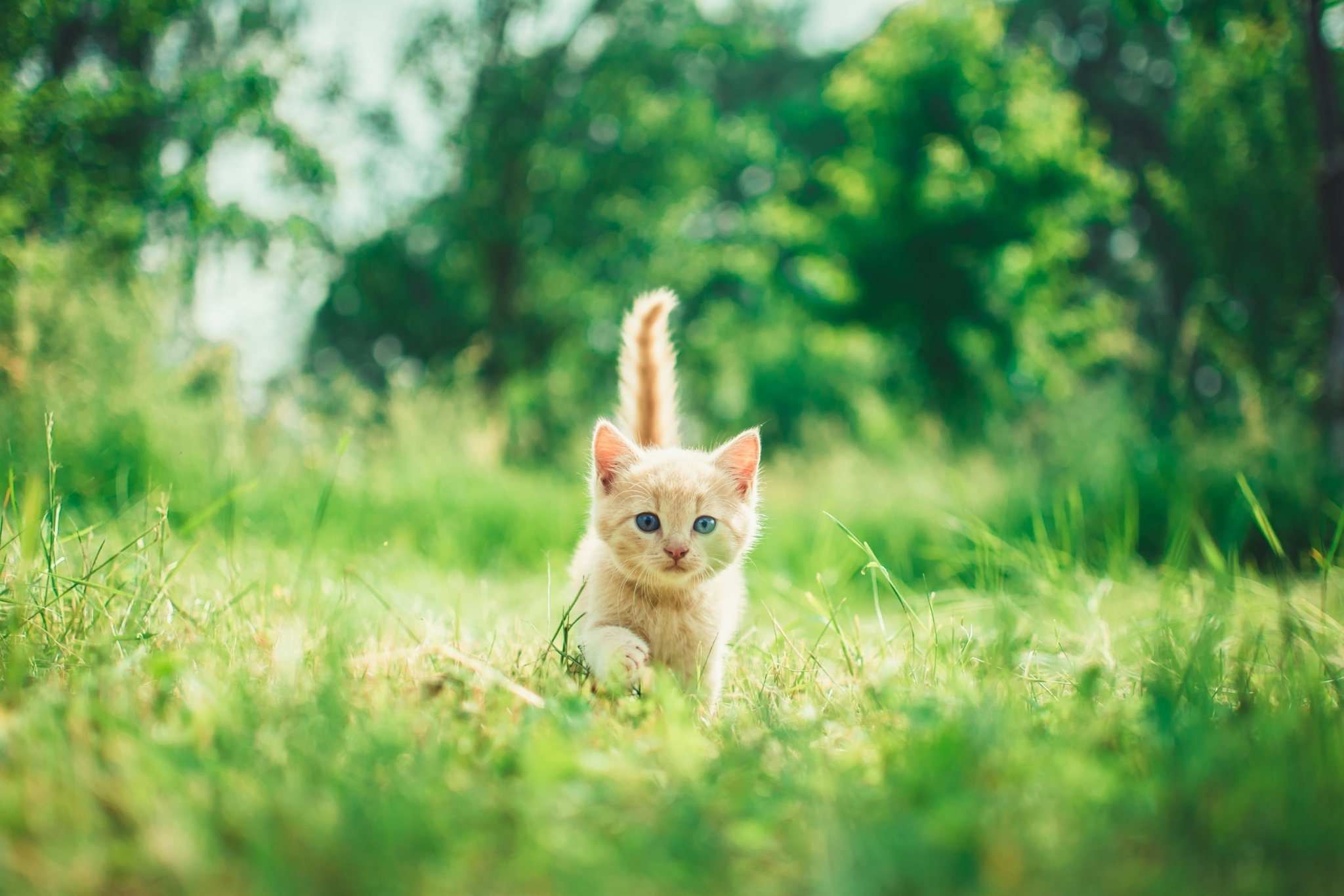 kitten-in-grass-fleas