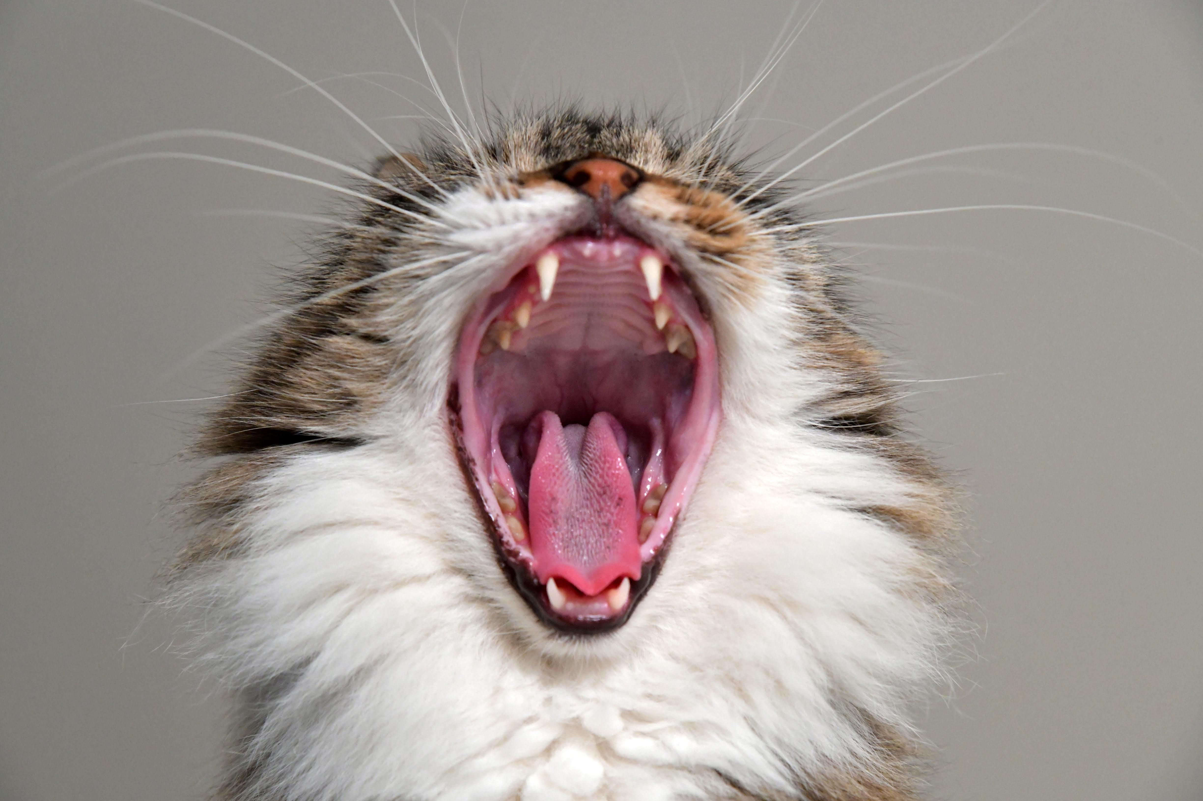 a brown and white cat with its mouth wide open and its teeth showing