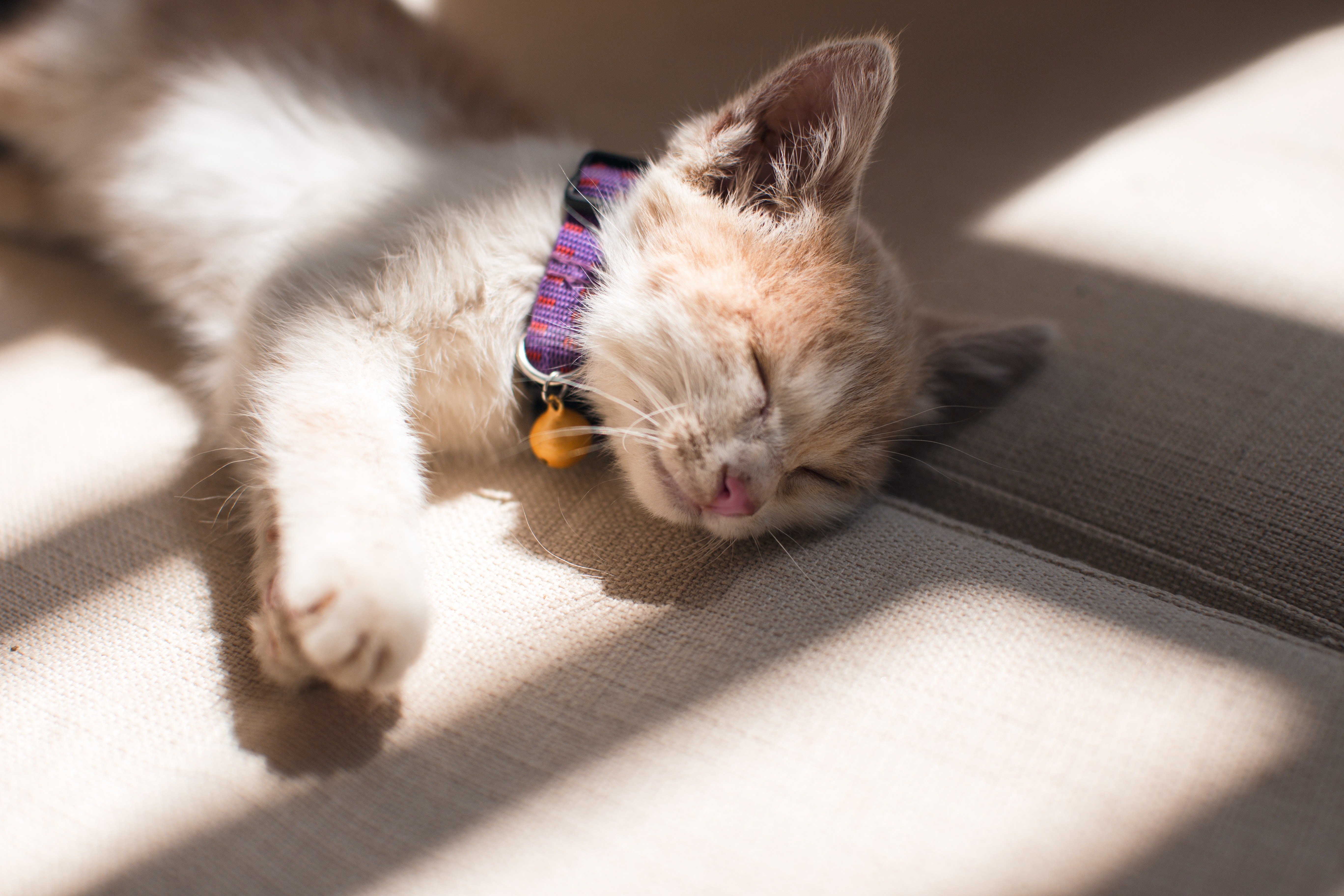 Cat kitten sleeping in the sun