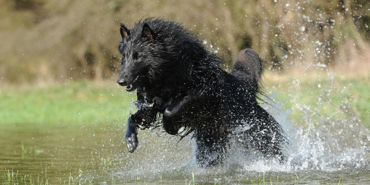 A big black dog running through the water