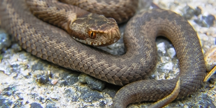 long brown snake bite