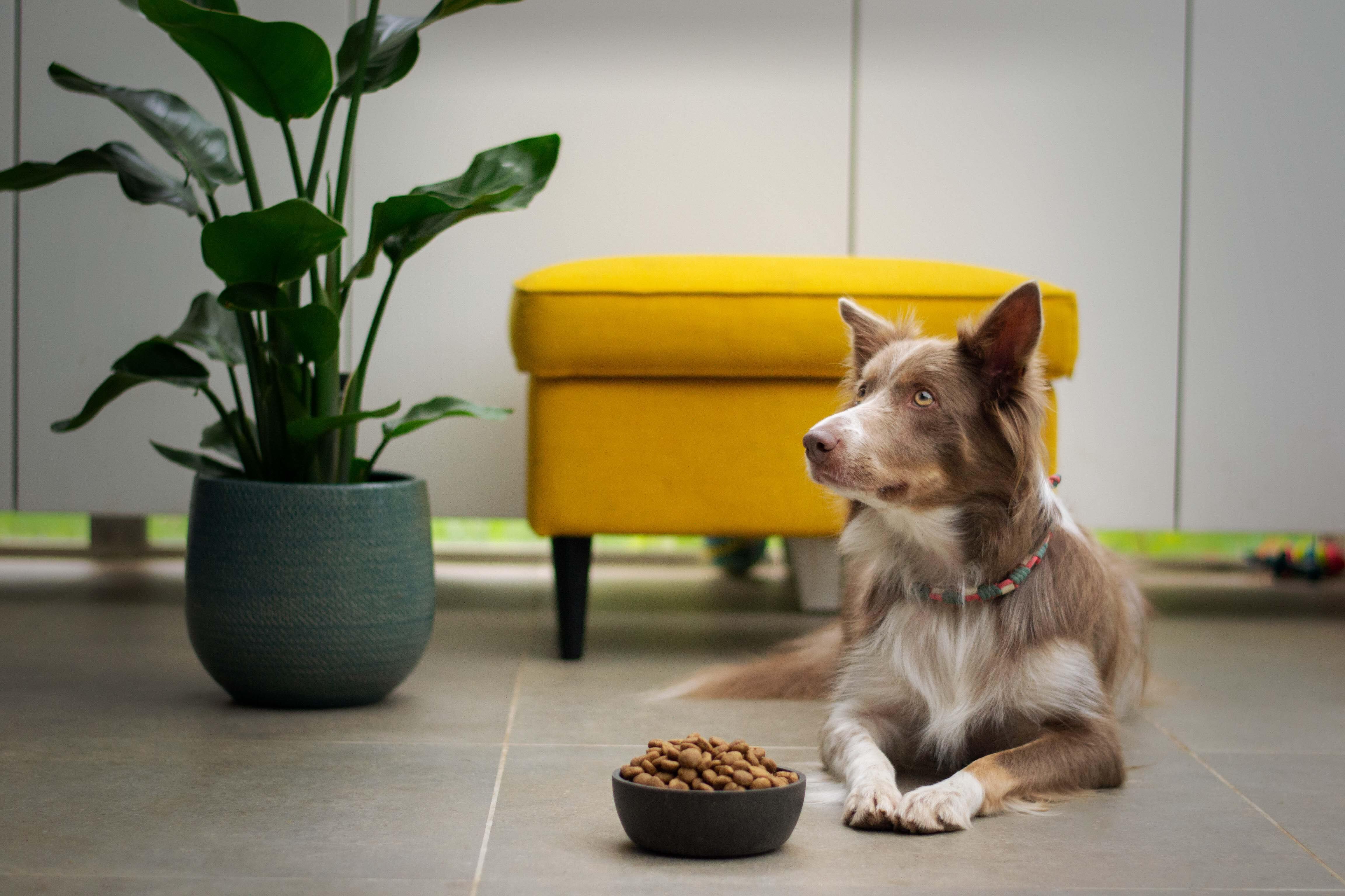 dog-with-food-bowl-food-trial-dogs