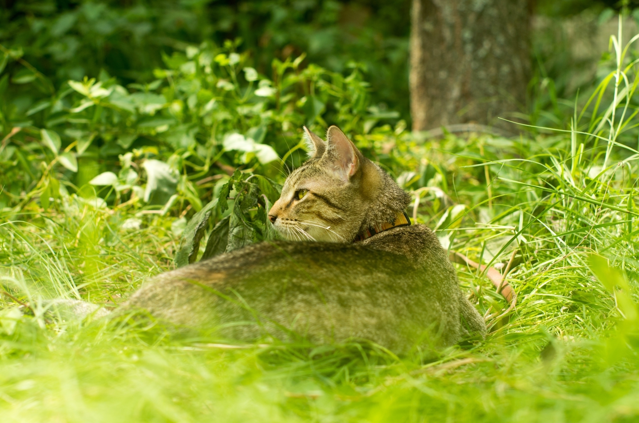 cat-in-grass-atopy