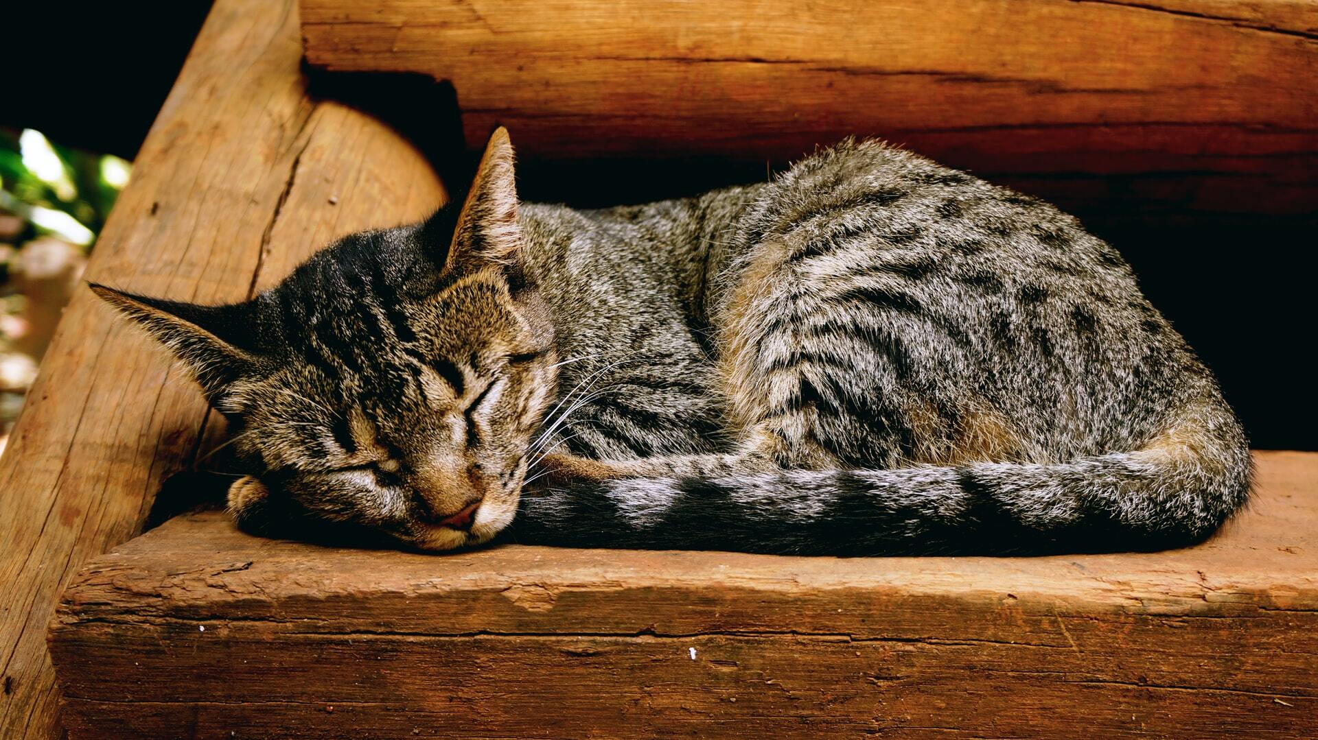 Bladder cancer in cats