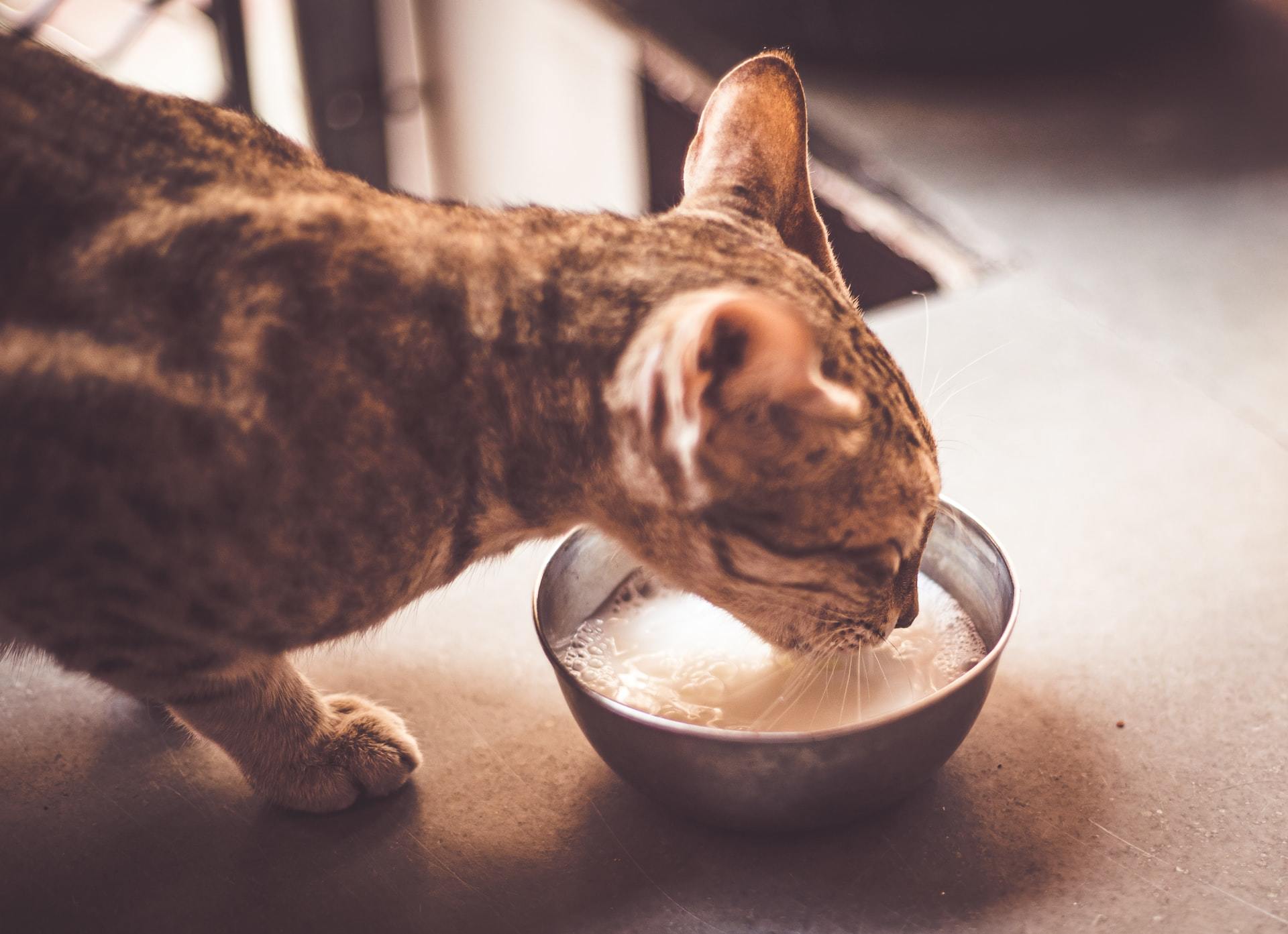 can cats drink milk