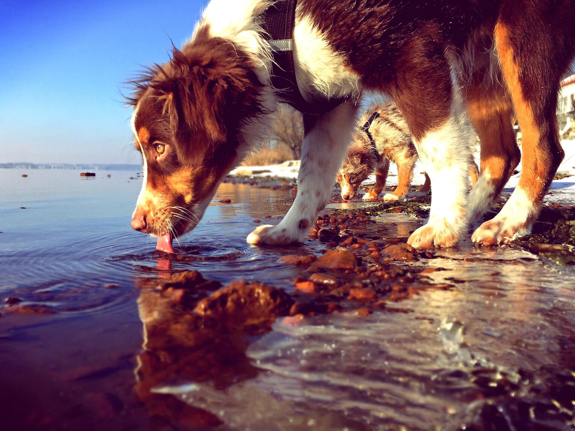 Can dogs drink lake water