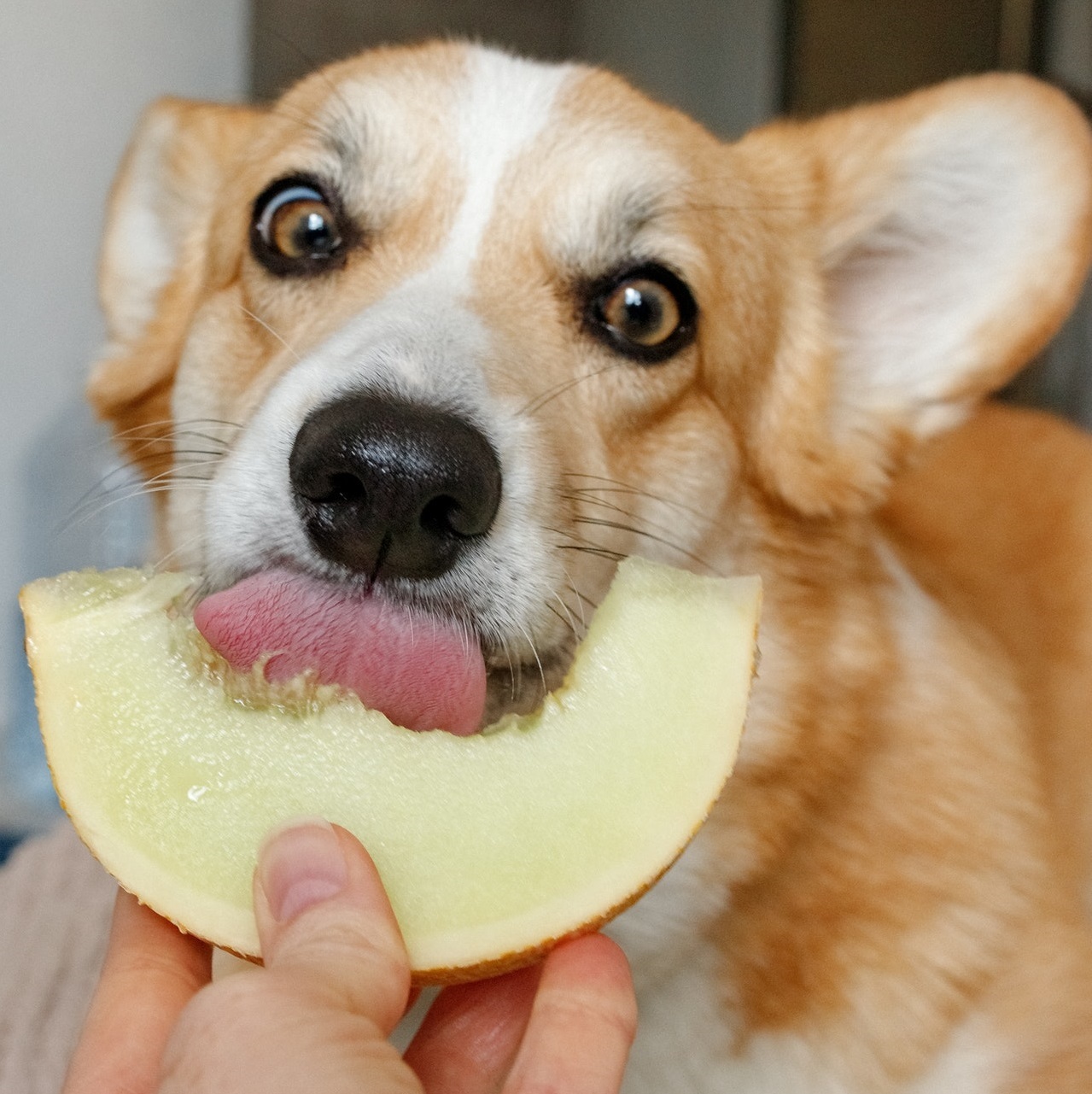 Can dogs eat melon
